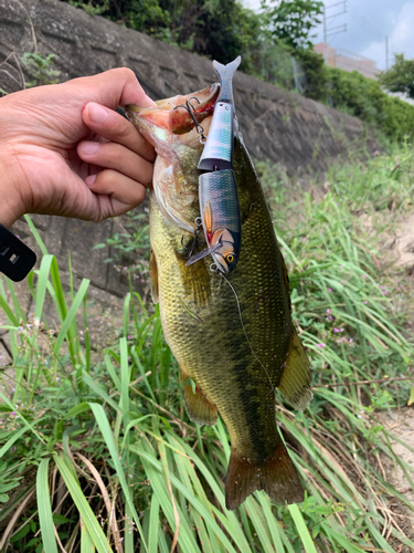 ラージマウスバスの釣果