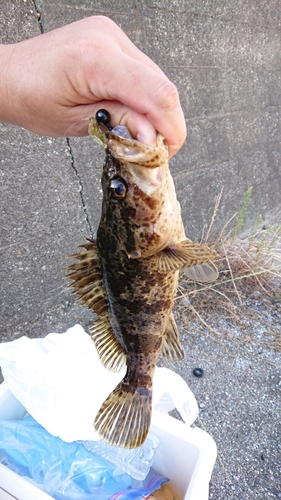 タケノコメバルの釣果