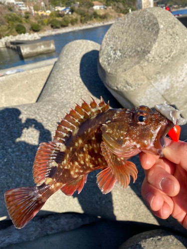 カサゴの釣果