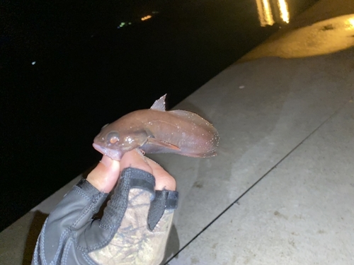 ドンコの釣果