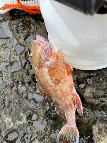 ガシラの釣果