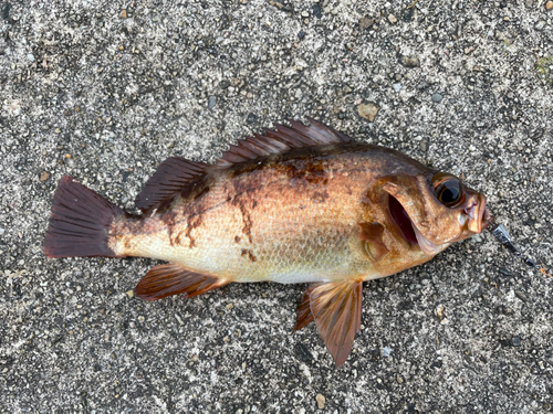 メバルの釣果