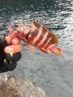 アカハタの釣果