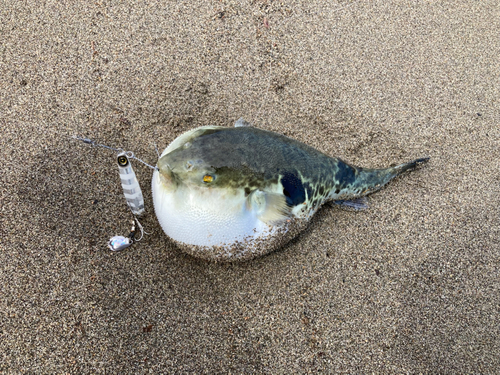 フグの釣果