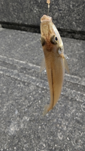 キスの釣果