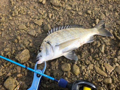 ミナミクロダイの釣果