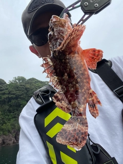 オニカサゴの釣果