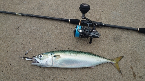 サバの釣果