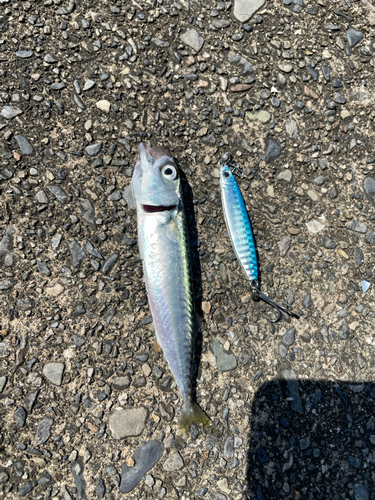 サバの釣果