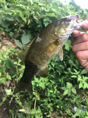 スモールマウスバスの釣果