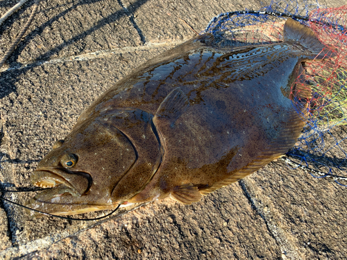 ヒラメの釣果