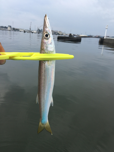 カマスの釣果