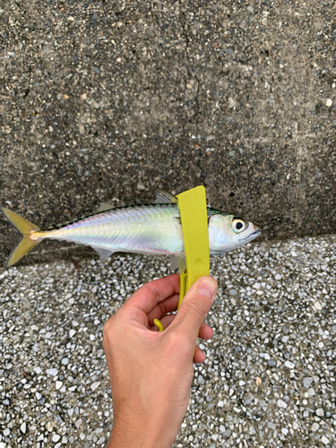 サバの釣果