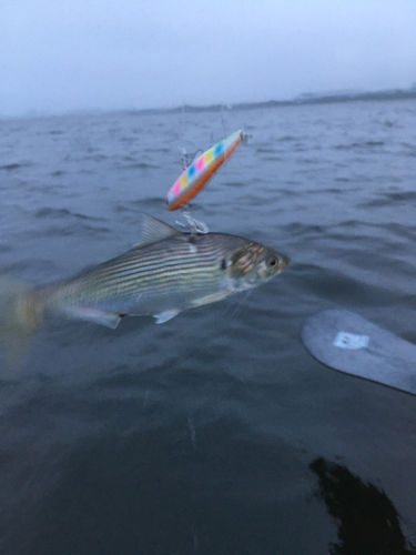 コノシロの釣果