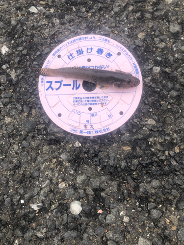 アイゴの釣果