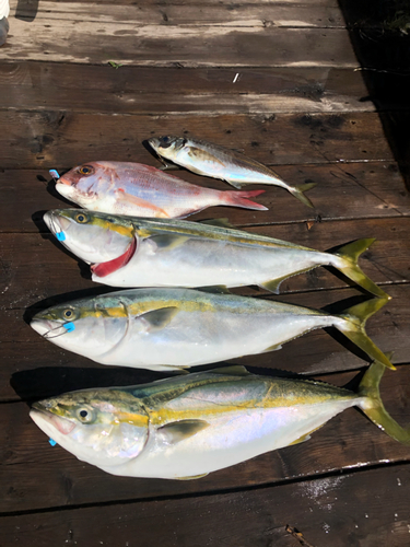 マダイの釣果