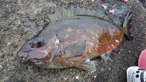 アイゴの釣果