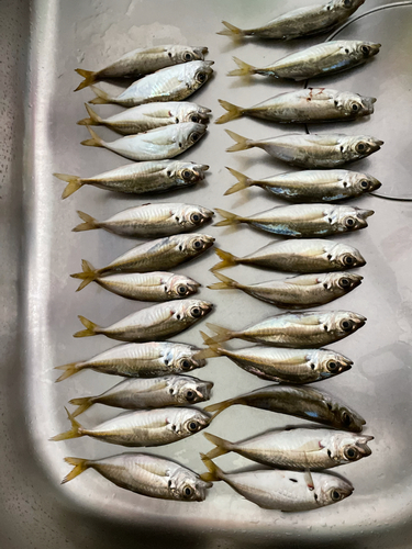 アジの釣果