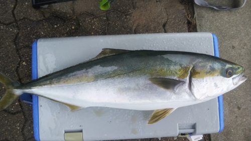 メジロの釣果