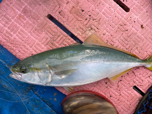 イナダの釣果