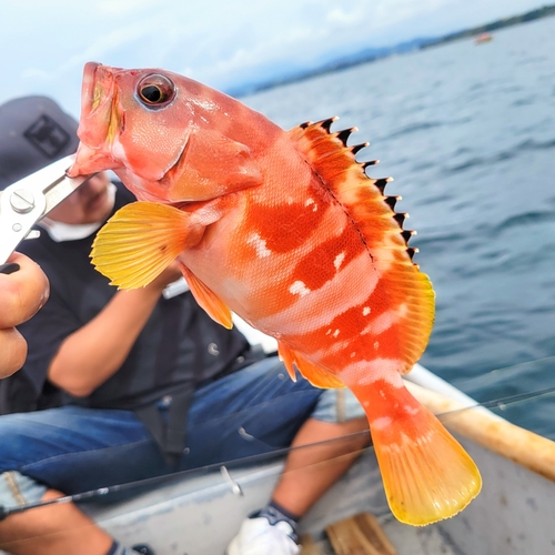 アカハタの釣果