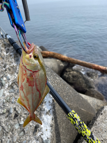 カンパチの釣果