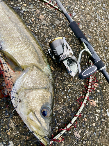 フッコ（マルスズキ）の釣果