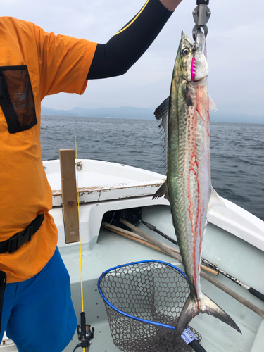 サワラの釣果