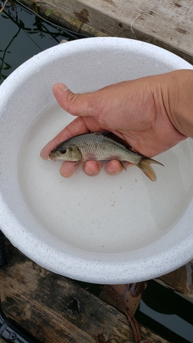 コイの釣果