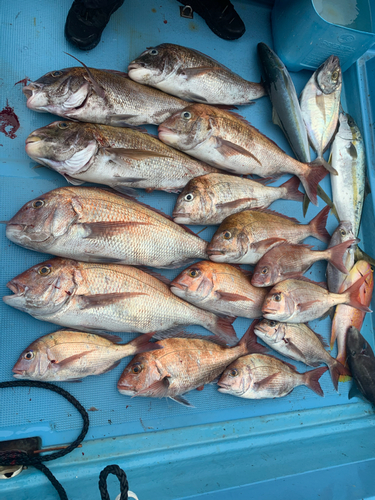 マダイの釣果