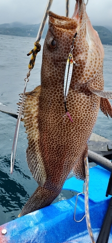 オオモンハタの釣果