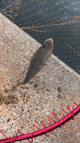 シタビラメの釣果