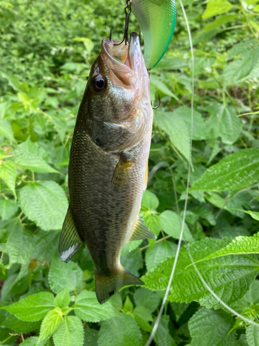 ブラックバスの釣果