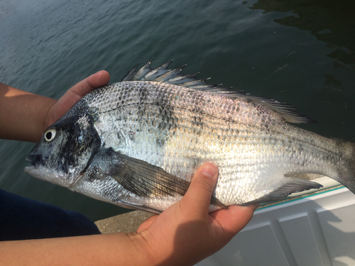 クロダイの釣果