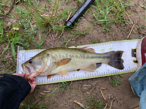 ラージマウスバスの釣果