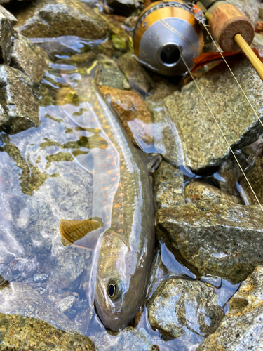 イワナの釣果