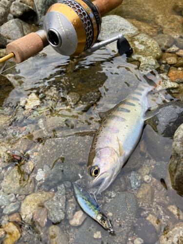 アマゴの釣果