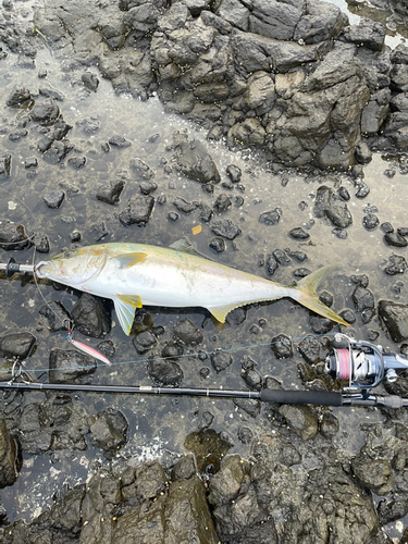 ヒラマサの釣果