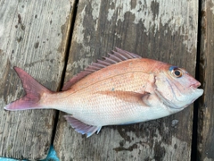 マダイの釣果