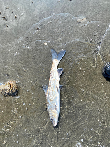 ニゴイの釣果