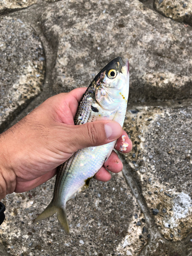 コノシロの釣果