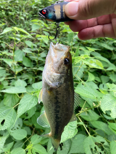 ブラックバスの釣果