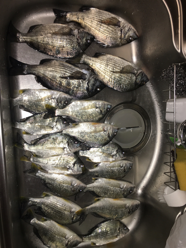 クロダイの釣果