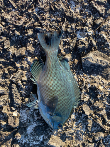 メジナの釣果