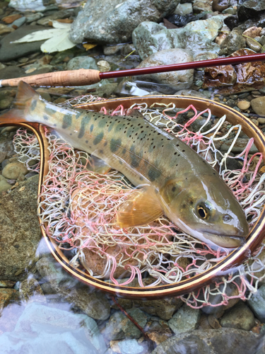 ヤマメの釣果