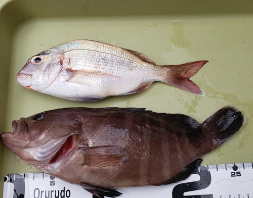 マハタの釣果