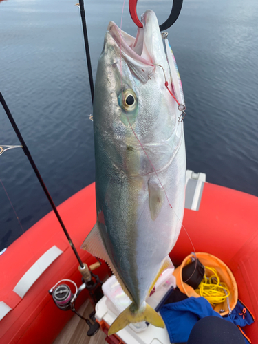 ワカシの釣果