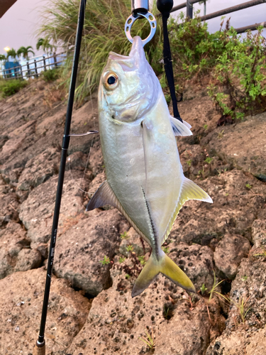 ロウニンアジの釣果