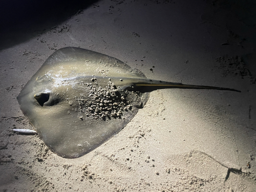 アカエイの釣果