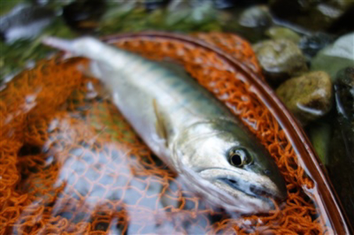 ヤマメの釣果